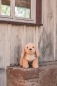 Preview: Kuscheltier Hund Goldendoodle Berno 36 cm beige | Steiff