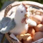 Preview: Kuscheltier Huhn Little Farm 17 cm | Little Dutch